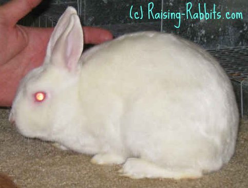 Mini Satin Rabbits