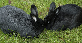 Silver Fox Rabbits